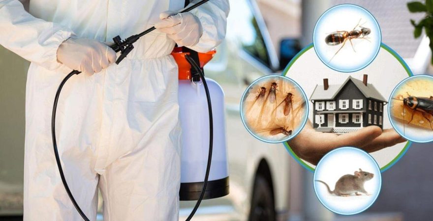 Darıca Böcek İlaçlama