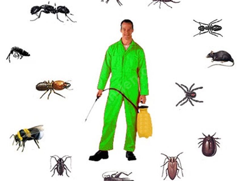 Darıca Böcek İlaçlama